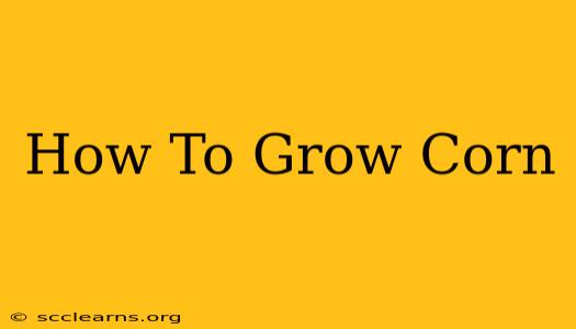 How To Grow Corn