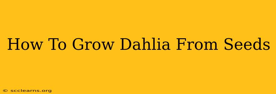 How To Grow Dahlia From Seeds