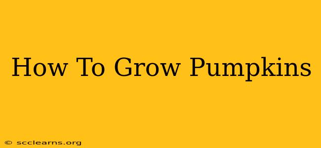 How To Grow Pumpkins