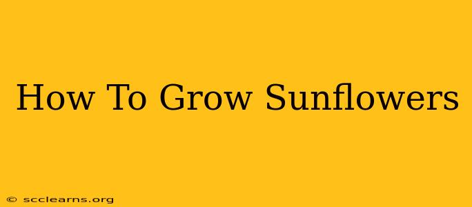 How To Grow Sunflowers