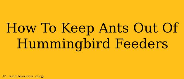 How To Keep Ants Out Of Hummingbird Feeders