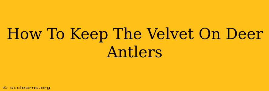 How To Keep The Velvet On Deer Antlers