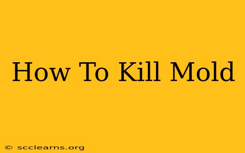 How To Kill Mold