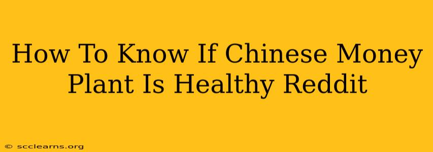 How To Know If Chinese Money Plant Is Healthy Reddit