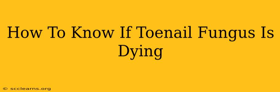 How To Know If Toenail Fungus Is Dying