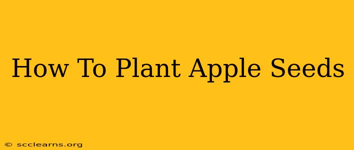 How To Plant Apple Seeds