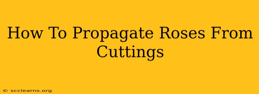 How To Propagate Roses From Cuttings