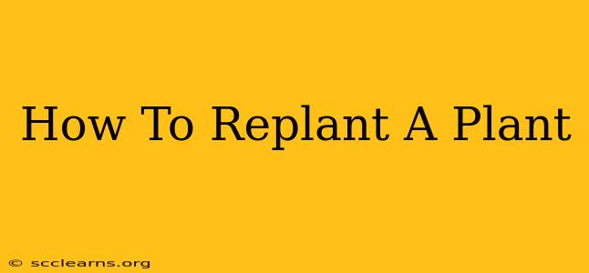 How To Replant A Plant