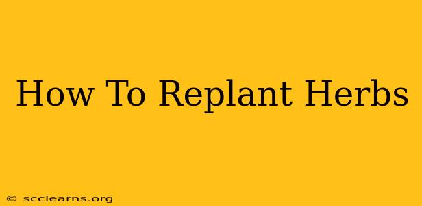 How To Replant Herbs