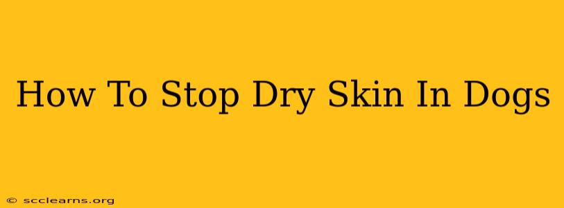 How To Stop Dry Skin In Dogs