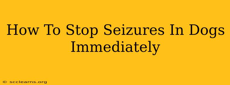 How To Stop Seizures In Dogs Immediately