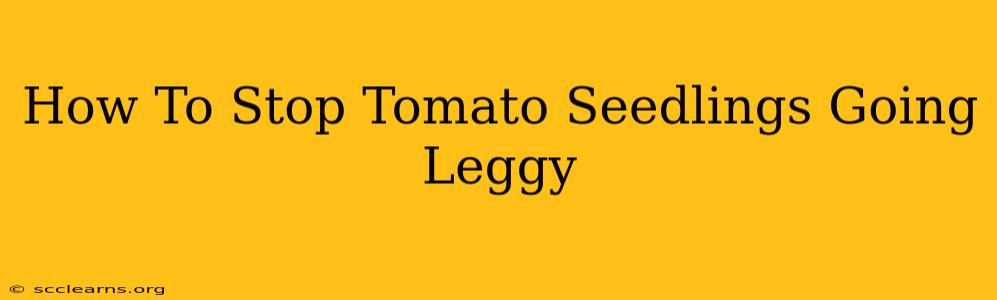 How To Stop Tomato Seedlings Going Leggy