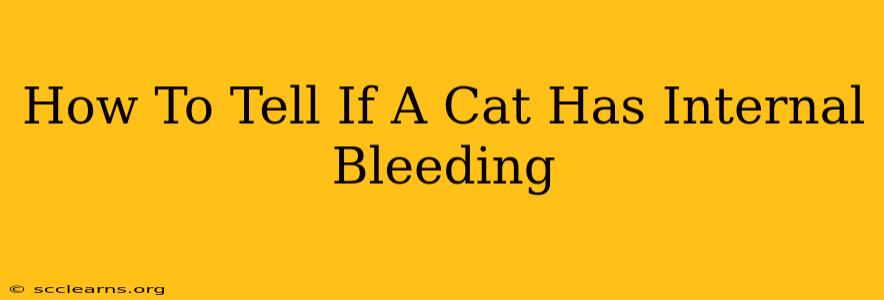 How To Tell If A Cat Has Internal Bleeding