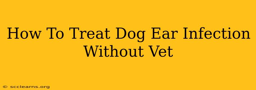 How To Treat Dog Ear Infection Without Vet