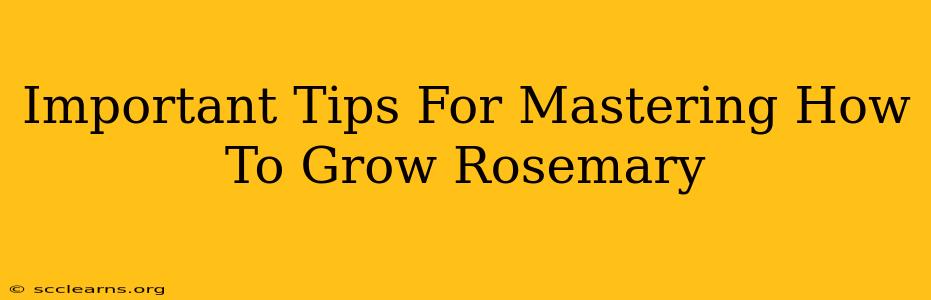 Important Tips For Mastering How To Grow Rosemary