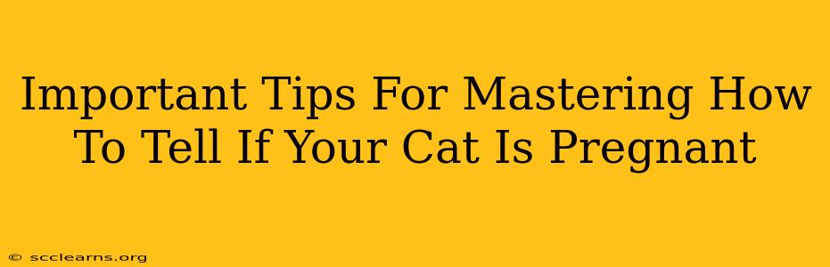 Important Tips For Mastering How To Tell If Your Cat Is Pregnant