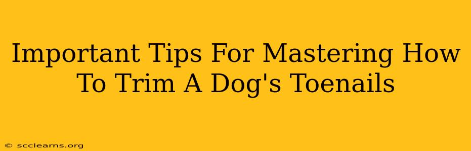 Important Tips For Mastering How To Trim A Dog's Toenails