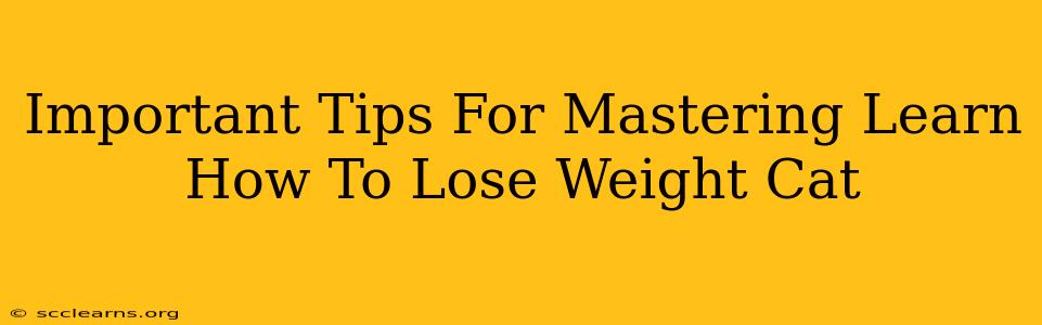 Important Tips For Mastering Learn How To Lose Weight Cat