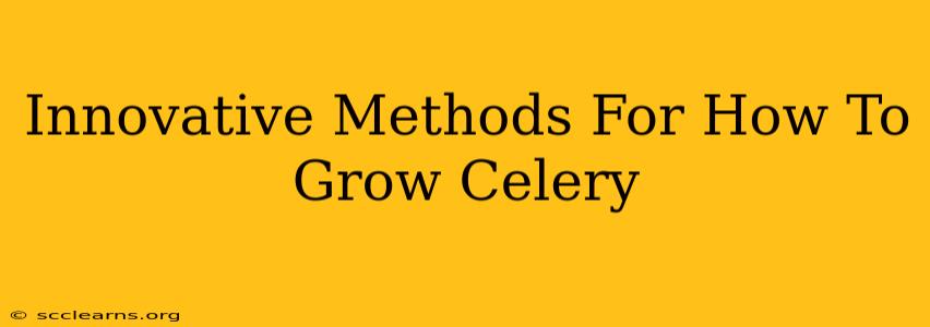 Innovative Methods For How To Grow Celery