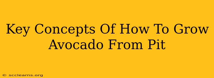 Key Concepts Of How To Grow Avocado From Pit