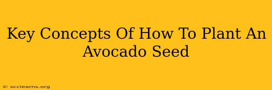 Key Concepts Of How To Plant An Avocado Seed