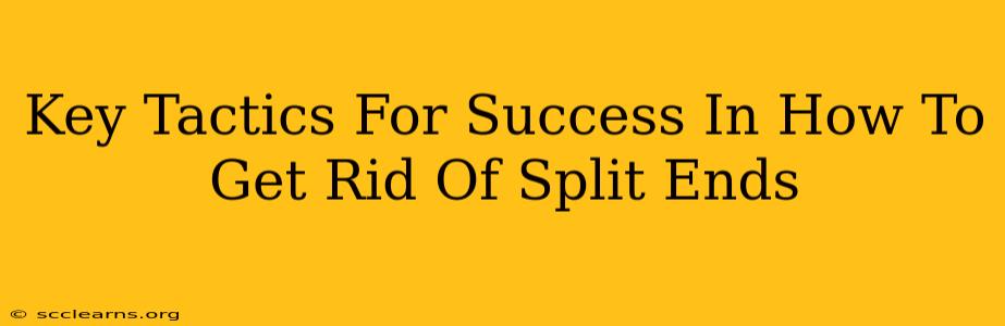 Key Tactics For Success In How To Get Rid Of Split Ends