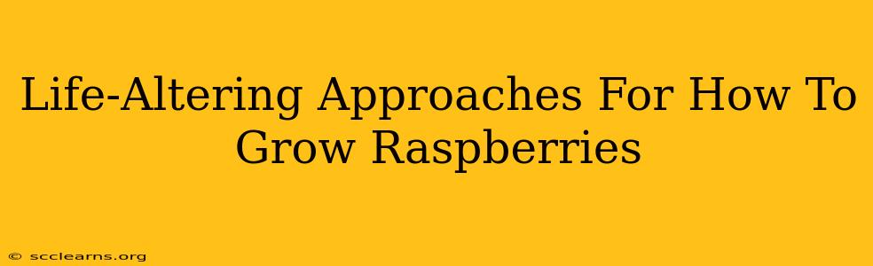 Life-Altering Approaches For How To Grow Raspberries