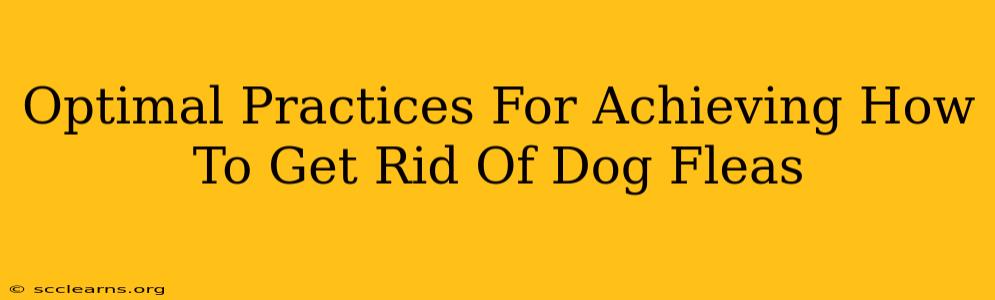 Optimal Practices For Achieving How To Get Rid Of Dog Fleas