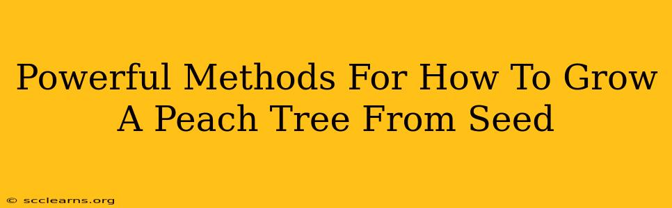 Powerful Methods For How To Grow A Peach Tree From Seed