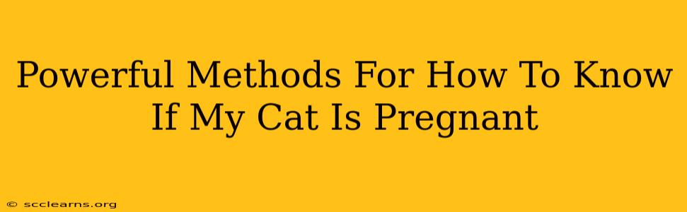 Powerful Methods For How To Know If My Cat Is Pregnant