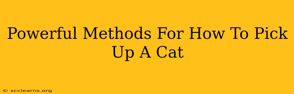 Powerful Methods For How To Pick Up A Cat