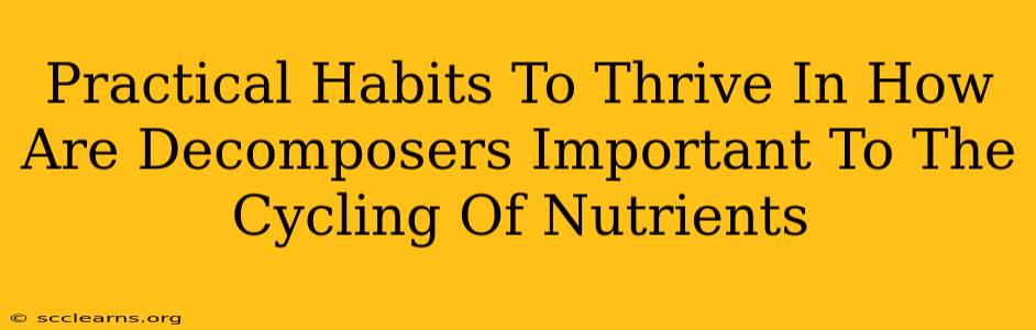 Practical Habits To Thrive In How Are Decomposers Important To The Cycling Of Nutrients