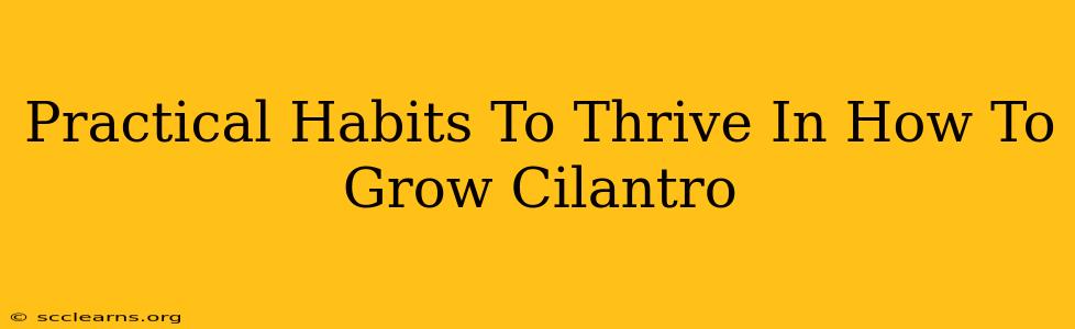 Practical Habits To Thrive In How To Grow Cilantro