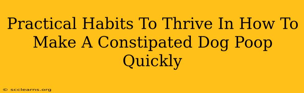 Practical Habits To Thrive In How To Make A Constipated Dog Poop Quickly