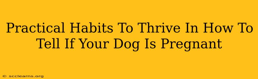 Practical Habits To Thrive In How To Tell If Your Dog Is Pregnant