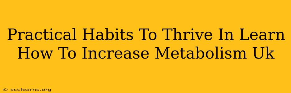 Practical Habits To Thrive In Learn How To Increase Metabolism Uk