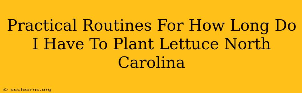 Practical Routines For How Long Do I Have To Plant Lettuce North Carolina