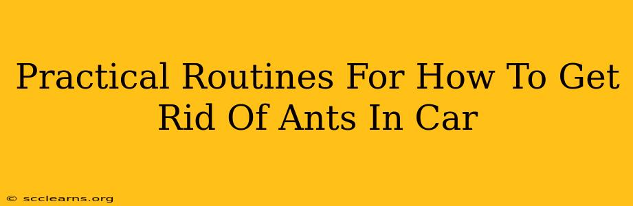 Practical Routines For How To Get Rid Of Ants In Car