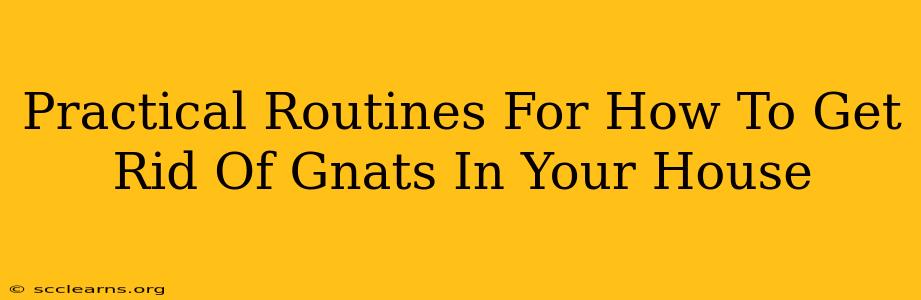 Practical Routines For How To Get Rid Of Gnats In Your House