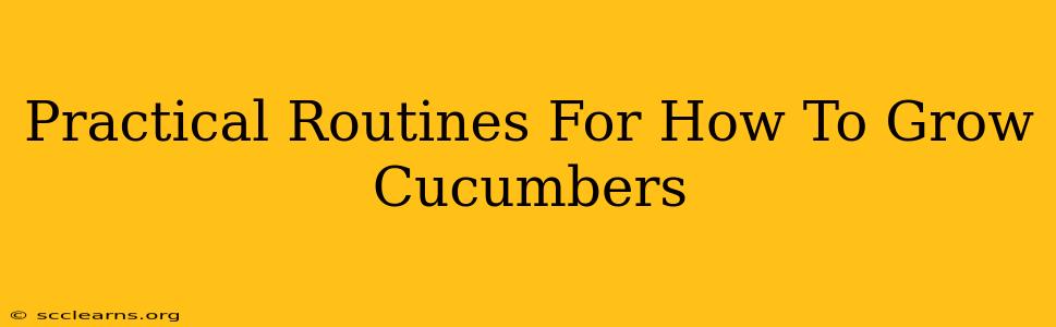 Practical Routines For How To Grow Cucumbers