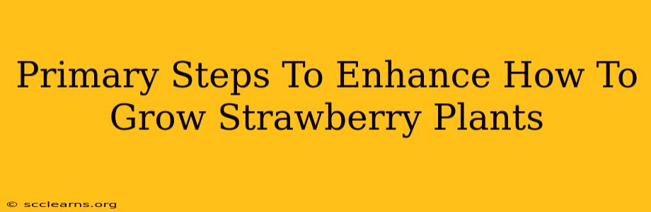 Primary Steps To Enhance How To Grow Strawberry Plants