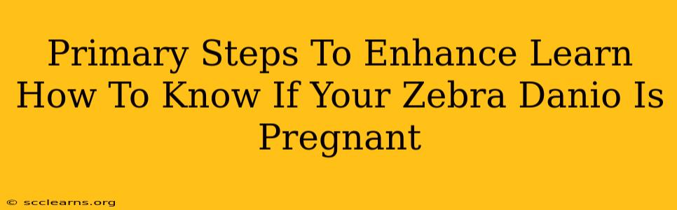 Primary Steps To Enhance Learn How To Know If Your Zebra Danio Is Pregnant