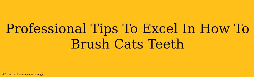 Professional Tips To Excel In How To Brush Cats Teeth