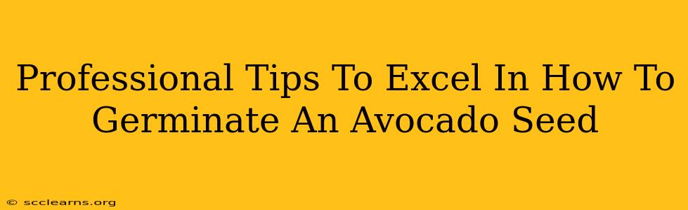 Professional Tips To Excel In How To Germinate An Avocado Seed