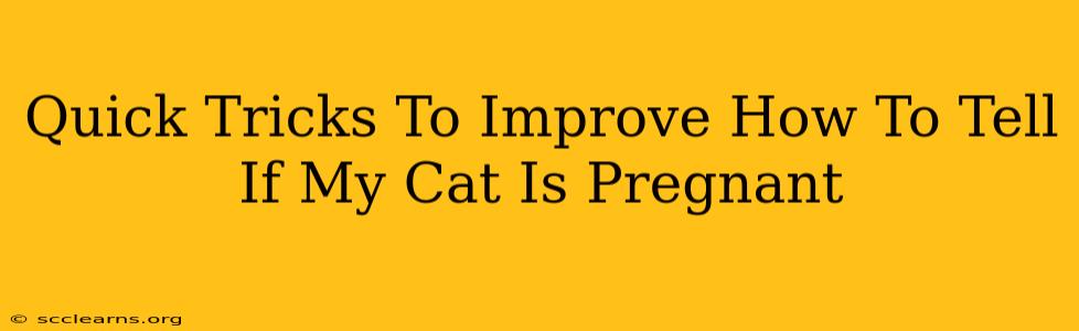 Quick Tricks To Improve How To Tell If My Cat Is Pregnant