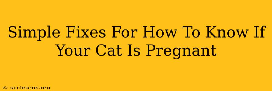 Simple Fixes For How To Know If Your Cat Is Pregnant