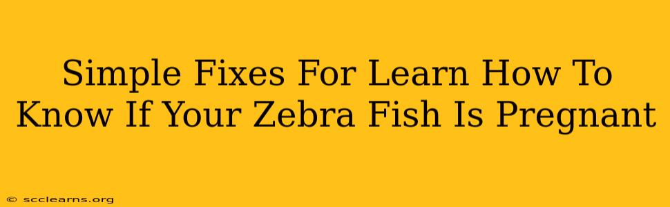 Simple Fixes For Learn How To Know If Your Zebra Fish Is Pregnant