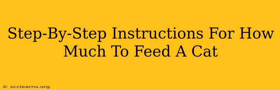 Step-By-Step Instructions For How Much To Feed A Cat