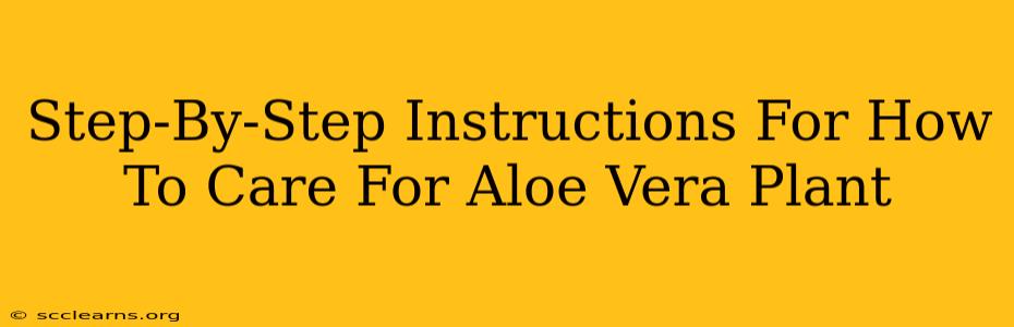 Step-By-Step Instructions For How To Care For Aloe Vera Plant