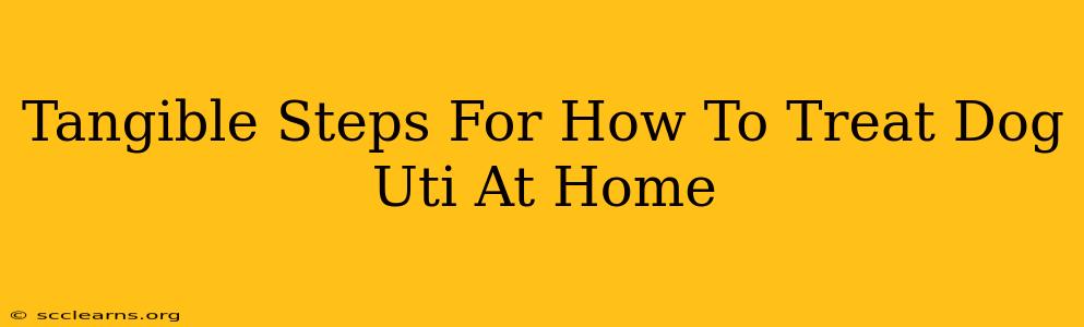 Tangible Steps For How To Treat Dog Uti At Home